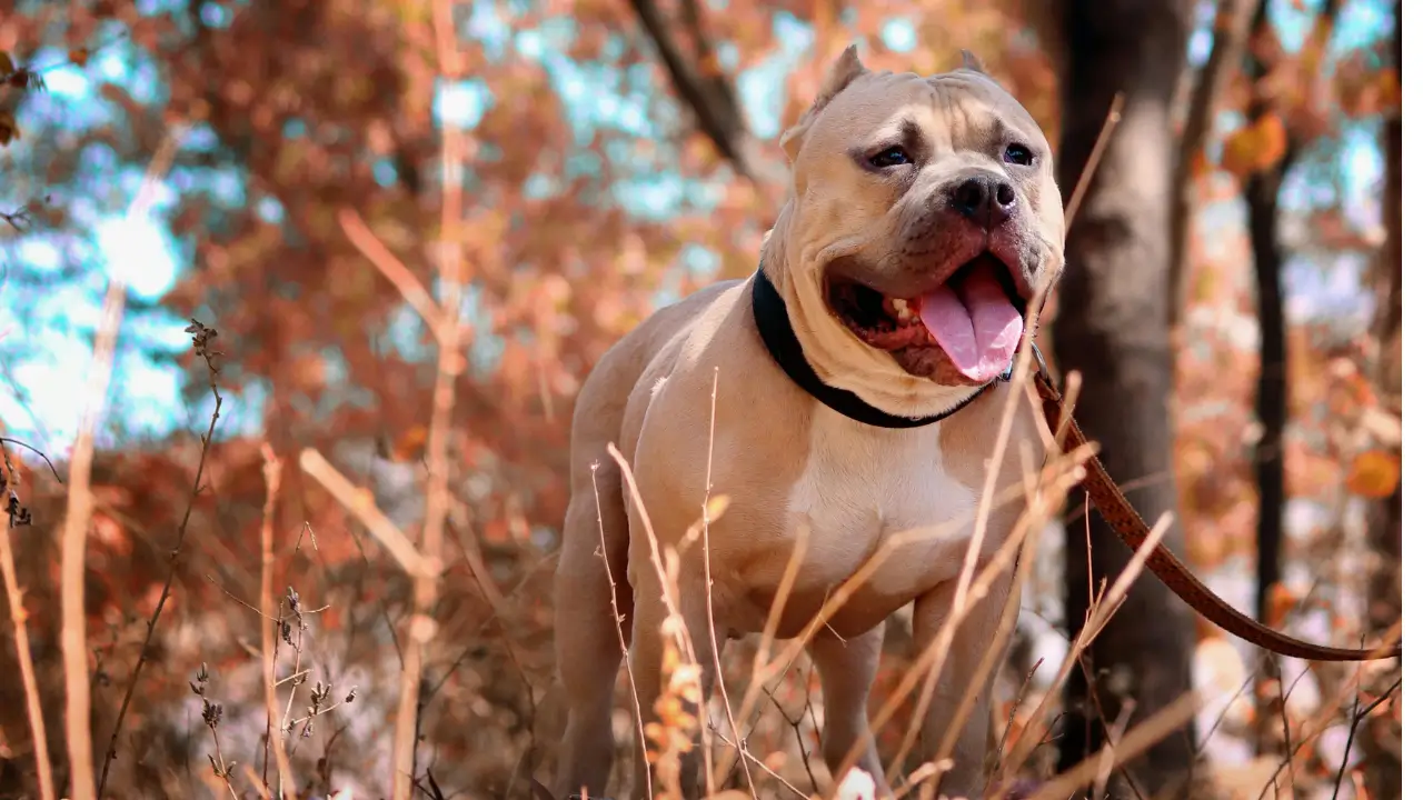 Dog Bite Attorney