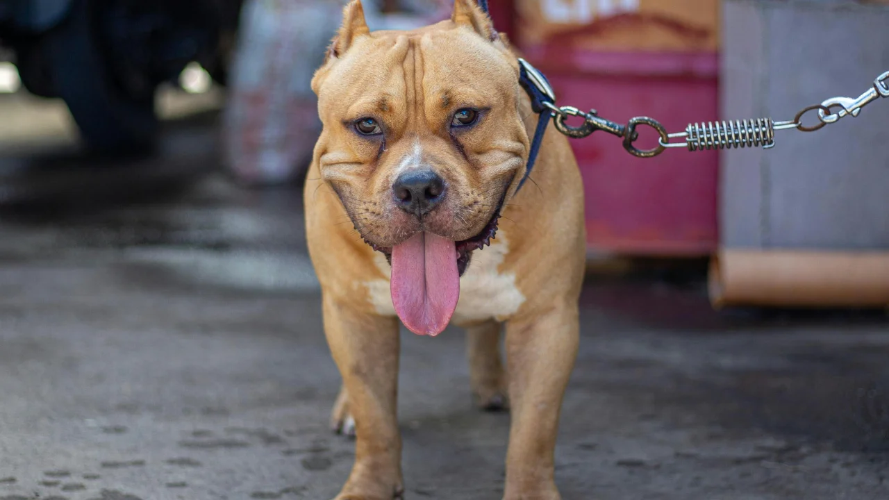 Can I Sue For A Dog Bite In New York?