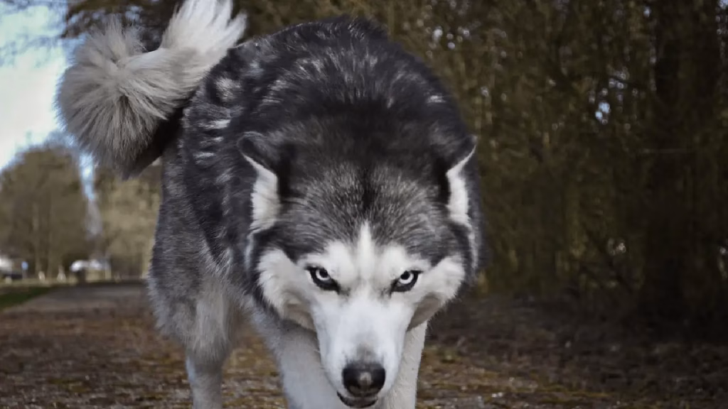 Can-You-Sue-Someone-If-Their-Dog-Bites-You.png