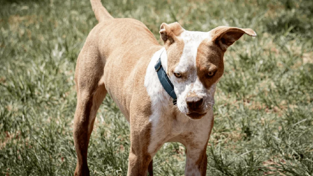 What To Do With An Aggressive Dog That Bites in New York?