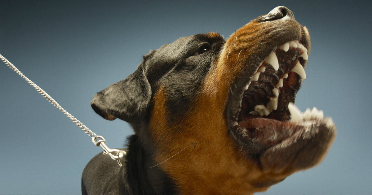 dog bite lawyer