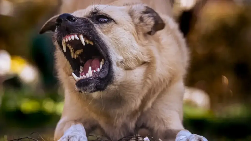 Decoding NYC's Dog Bite Laws: Insights and Explanations for Residents